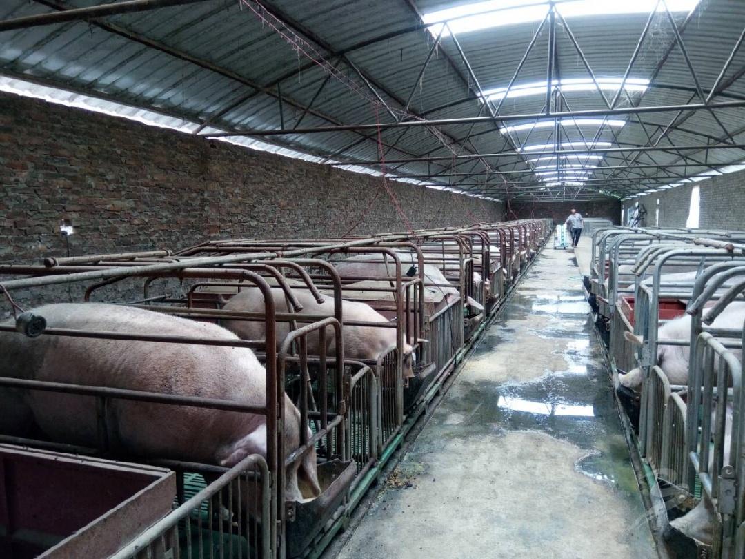 马关县发展优势产业巩固脱贫成效——以畜牧渔业饲料产业为例