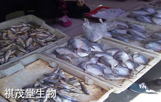 全面提升畜禽水产品增产保供能力 畜牧渔业饲料的关键支撑