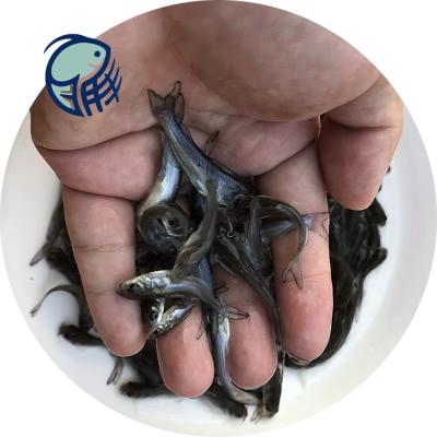 畜牧渔业饲料 产业基石与创新未来