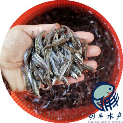 醴陵市叉尾鮰鱼苗价格、供应商及饲料批发——广州明丰水产一站式服务